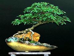 149 BONZAI A MAULEVRIER 2016_000026